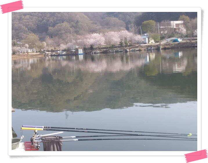 수곡낚시터 금요일토요일 조황 및 붕어 방류 (유료터정보 - 유료터점주조황)