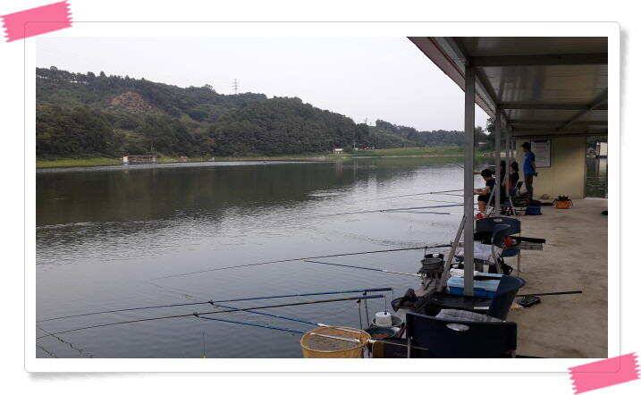 여름 피서낚시 양평 수곡낚시터 붕어낚시 조황 꾸준합니다 내일도 붕어방류 합니다 (유료터정보 - 유료터점주조황)
