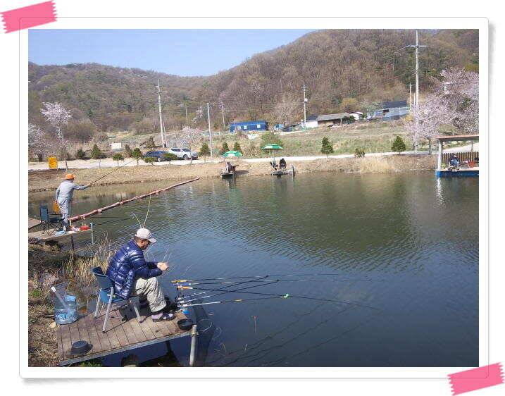수곡낚시터 금요일토요일 조황 및 붕어 방류 (유료터정보 - 유료터점주조황)