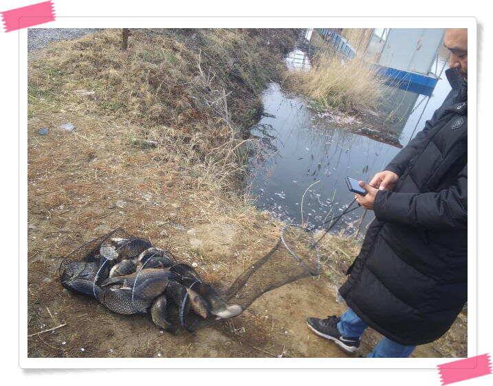 수곡낚시터 금요일토요일 조황 및 붕어 방류 (유료터정보 - 유료터점주조황)