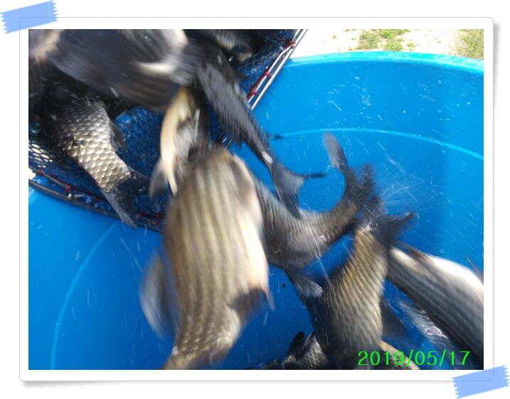붕어낚시 수곡낚시터 연이은 붕어 대박조황5월18일 및 축양붕어 추가 방류 소식 (유료터정보 - 유료터점주조황)