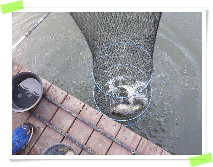 양평 힐링 수곡낚시터 낮시간에도 꾸준히 붕어들이 나옵니다 6월24일 조황 소식 (유료터정보 - 유료터점주조황)