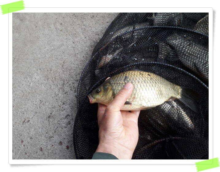 양평 힐링 수곡낚시터 낮시간에도 꾸준히 붕어들이 나옵니다 6월24일 조황 소식 (유료터정보 - 유료터점주조황)