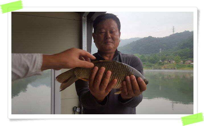 양평 붕어낚시터 힐링 수곡낚시터 대박조황과 고른 조황이 나옵니다 오늘도 튼실한 붕어들 방류 마쳤습니다 (유료터정보 - 유료터점주조황)