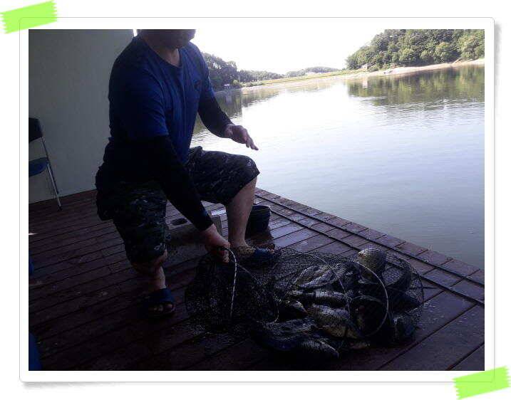 양평 힐링 수곡낚시터 낮시간에도 꾸준히 붕어들이 나옵니다 6월24일 조황 소식 (유료터정보 - 유료터점주조황)