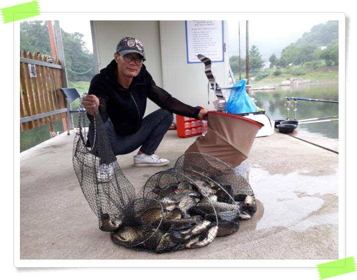 붕어낚시 양평 수곡낚시터 오늘 붕어 방류 및 조황 안내드려요 (유료터정보 - 유료터점주조황)