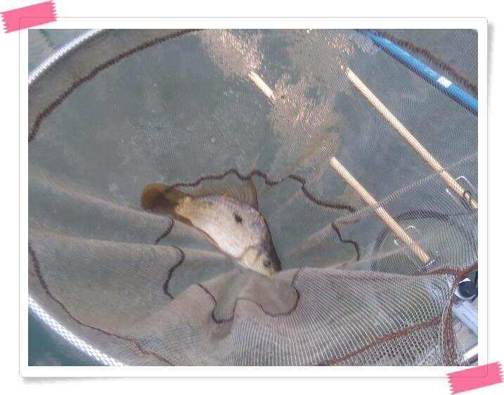 민물낚시 양평 수곡낚시터 주말도 일요일도 전체적으로 고르고 꾸준한 조황이 나와주었네요 (유료터정보 - 유료터점주조황)