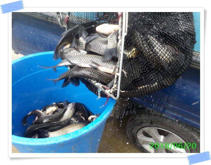 양평 수곡낚시터 오늘도 오전부터 붕어들이 계속나오면서 꾸준한 조황이 이어집니다 (유료터정보 - 유료터점주조황)