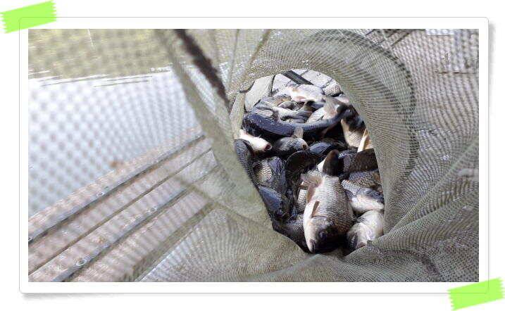 여름 피서낚시 양평 수곡낚시터 붕어낚시 조황 꾸준합니다 내일도 붕어방류 합니다 (유료터정보 - 유료터점주조황)