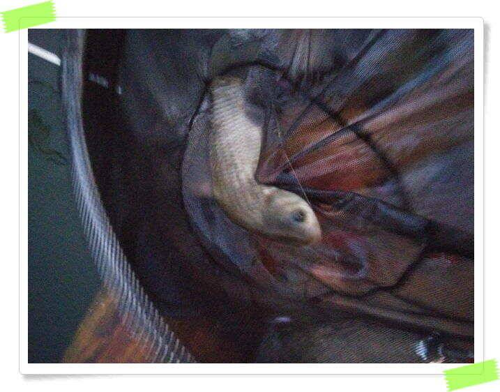 민물낚시 힐링 양평 수곡낚시터 호조황속 대박조황이 나와주네요 오늘도 붕어방류 완료했습니다 (유료터정보 - 유료터점주조황)