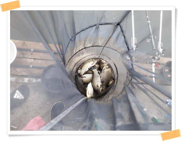 양평낚시터 힐링 수곡낚시터 주말조황 괜찬습니다 주말 붕어방류 조황안내 (유료터정보 - 유료터점주조황)