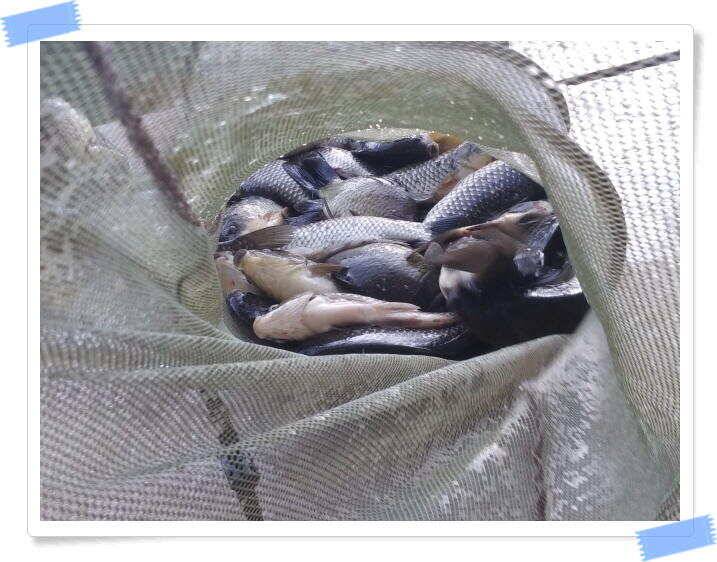 민물낚시 붕어낚시 양평 수곡낚시터 주중 붕어조황 편차는 있지만 꾸준한 조황입니다 오늘도 붕어방류 완료하였습니다 (유료터정보 - 유료터점주조황)