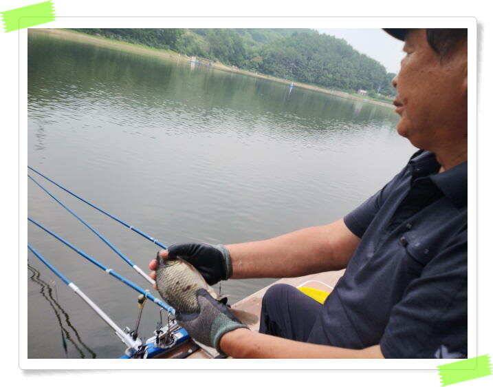 붕어낚시 양평 수곡낚시터 오늘 붕어 방류 및 조황 안내드려요 (유료터정보 - 유료터점주조황)