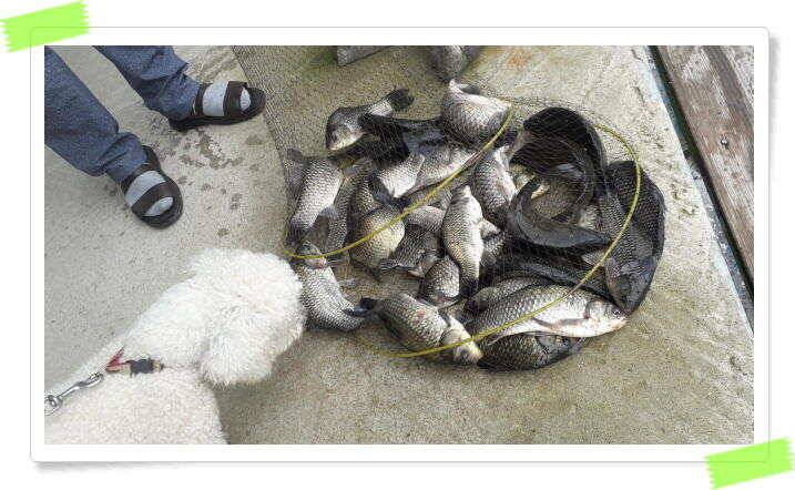 좌대낚시 노지낚시 양평 수곡낚시터 꾸준하고 고른조황 좋습니다 오늘 붕어 방류 마쳤습니다 (유료터정보 - 유료터점주조황)