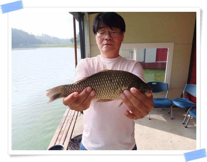 양평 수곡낚시터 주중 붕어조황 오늘도 고르고 꾸준한 조황이 이어지네요 오늘 붕어방류 마쳤습니다 (유료터정보 - 유료터점주조황)