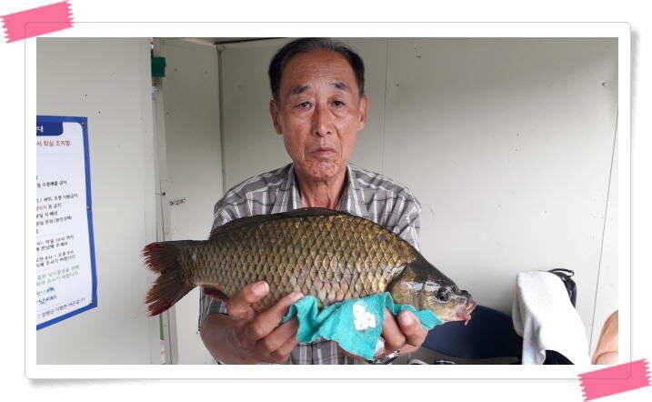 양평낚시터 힐링 수곡낚시터 오늘 붕어방류 및 조황 안내 7월30일 (유료터정보 - 유료터점주조황)