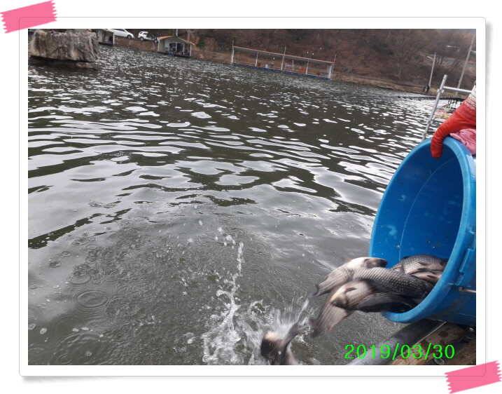 양평 수곡낚시터 주말 조황 및 방류 안내 (유료터정보 - 유료터점주조황)