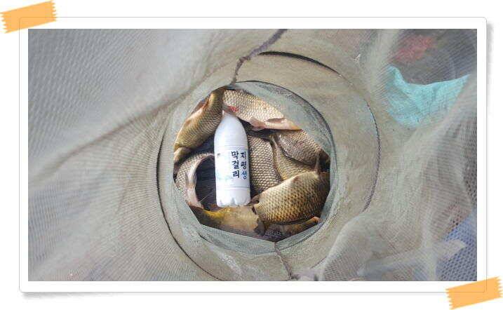 양평 수곡 낚시터오늘도 낮시간 붕어조황 계속 이어지네요 6월26일 조황 안내 (유료터정보 - 유료터점주조황)