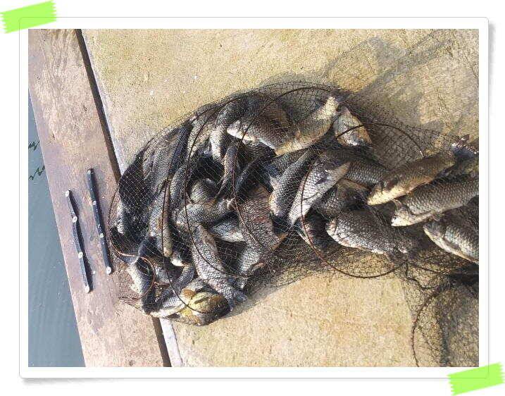 양평 힐링 수곡낚시터 일요일도 주말에이어 고른조황 꾸준하며 조과편차는 있었습니다 (유료터정보 - 유료터점주조황)