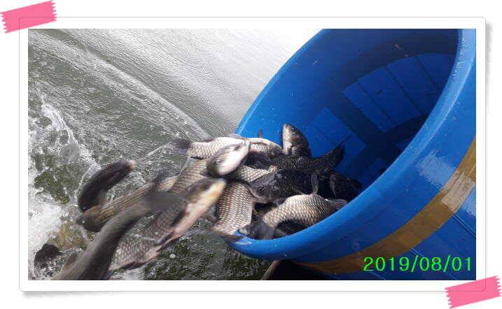 붕어낚시 힐링 양평 수곡낚시터 8월 1일 붕어 방류및 조황 안내드립니다 (유료터정보 - 유료터점주조황)