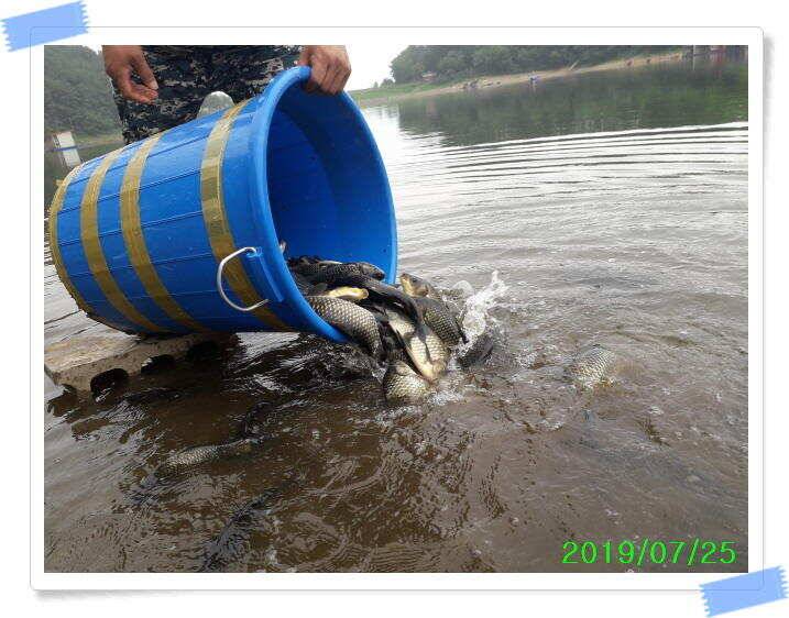 좌대낚시 노지낚시 양평 수곡낚시터 단비에 오름수위가 좋습니다 토요일에도 붕어방류 합니다 (유료터정보 - 유료터점주조황)
