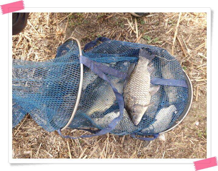 양평 수곡낚시터 주중 조황 및 축양붕어 방류 (유료터정보 - 유료터점주조황)