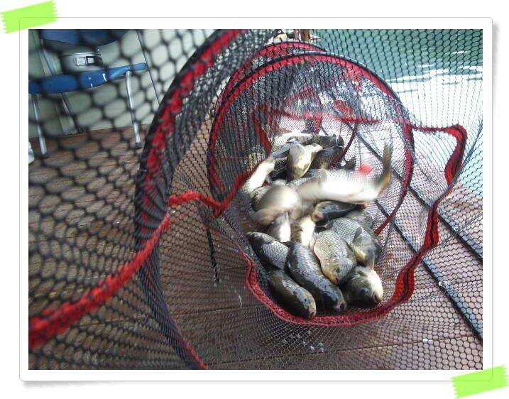 붕어낚시 힐링 양평 수곡낚시터 8월 1일 붕어 방류및 조황 안내드립니다 (유료터정보 - 유료터점주조황)