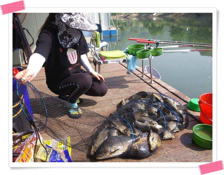붕어낚시 수곡낚시터 주중 대박 조황도 나와줍니다 5월 16일 (유료터정보 - 유료터점주조황)