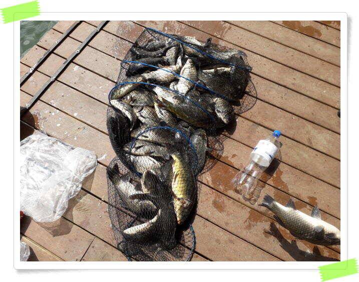 붕어낚시 양평 수곡낚시터 좋은 조황이 꾸준하게 나와줍니다 5월 31일 (유료터정보 - 유료터점주조황)