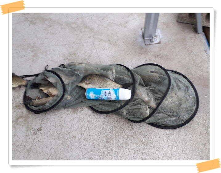 양평낚시터 힐링 수곡낚시터 주말조황 괜찬습니다 주말 붕어방류 조황안내 (유료터정보 - 유료터점주조황)