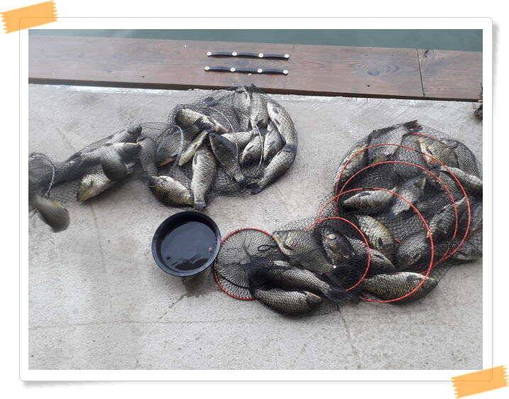 붕어낚시 양평 수곡 낚시터 일요일도 붕어낚시 조황 꾸준합니다 (유료터정보 - 유료터점주조황)