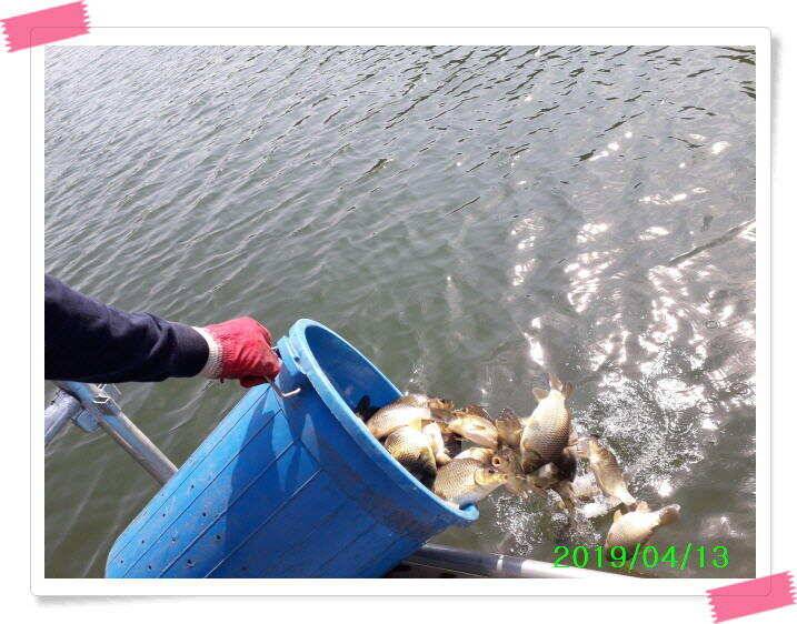 수곡낚시터 주말 조황4월둘째주 및 붕어 방류 (유료터정보 - 유료터점주조황)