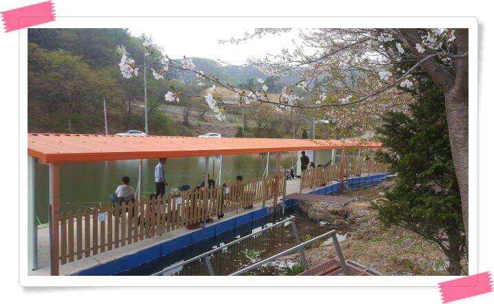 수곡낚시터 금요일토요일 조황 및 붕어 방류 (유료터정보 - 유료터점주조황)