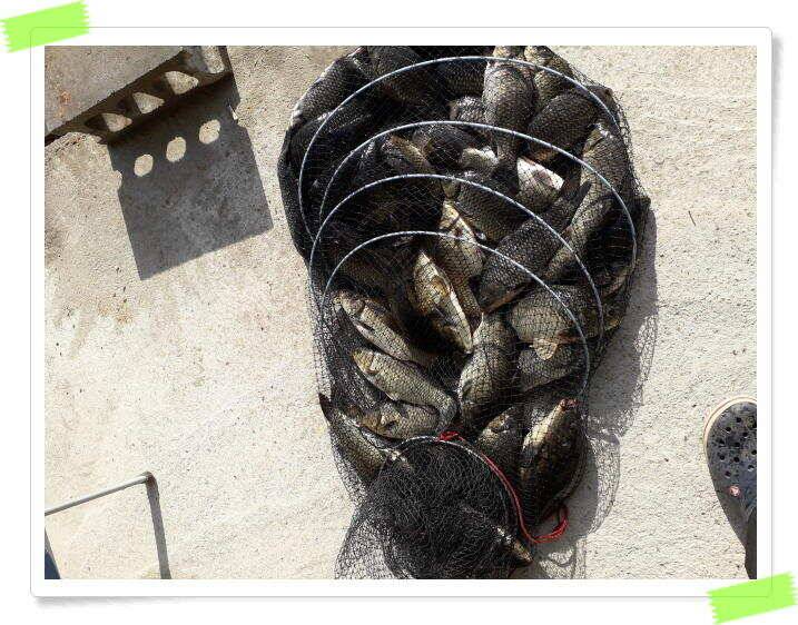 수곡낚시터 붕어 대량 방류 및 조황이 좋아졌습니다 (유료터정보 - 유료터점주조황)
