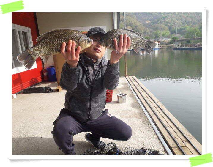 수곡낚시터 주중조황4월30일 낮시간 밤시간에 더 좋네요 (유료터정보 - 유료터점주조황)