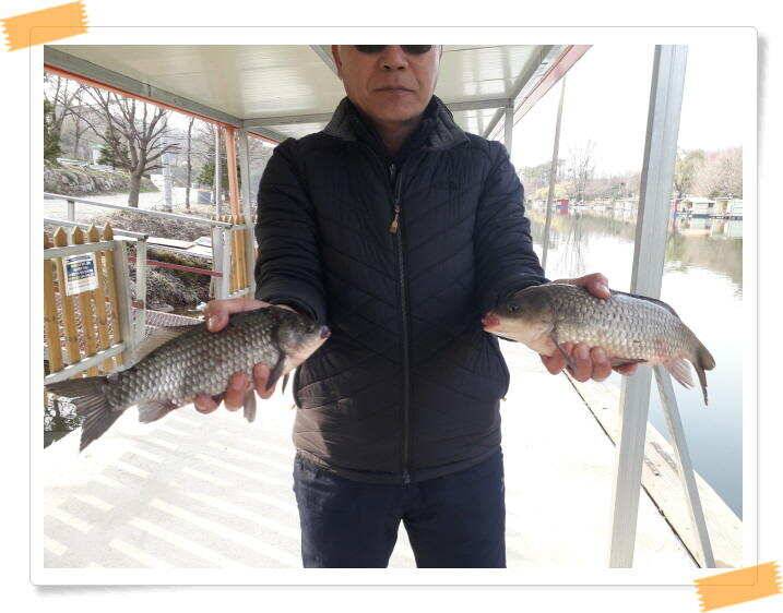 수곡낚시터 붕어조황 소식 4월 6일 (유료터정보 - 유료터점주조황)