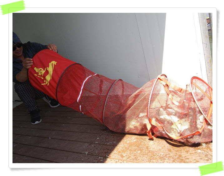 붕어낚시 수곡낚시터 연휴조황5월5일6일 잘 나오고 있습니다 (유료터정보 - 유료터점주조황)