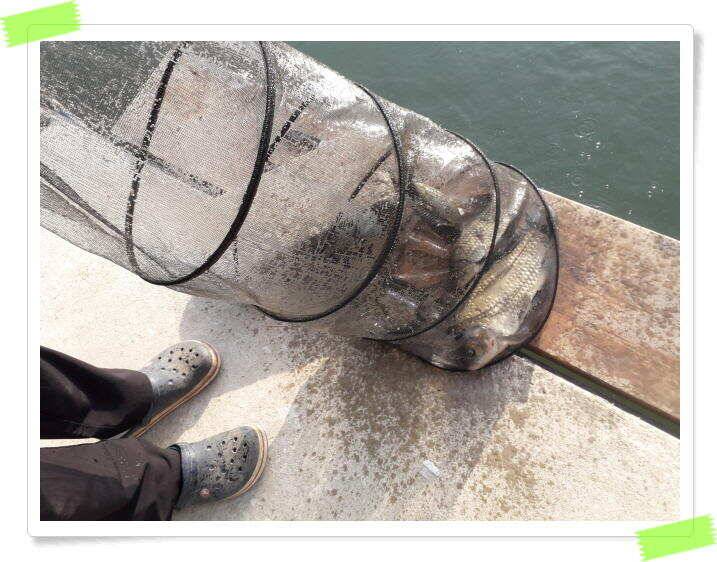 수곡낚시터 붕어방류 및 붕어조황 더 좋아지고 있습니다 (유료터정보 - 유료터점주조황)