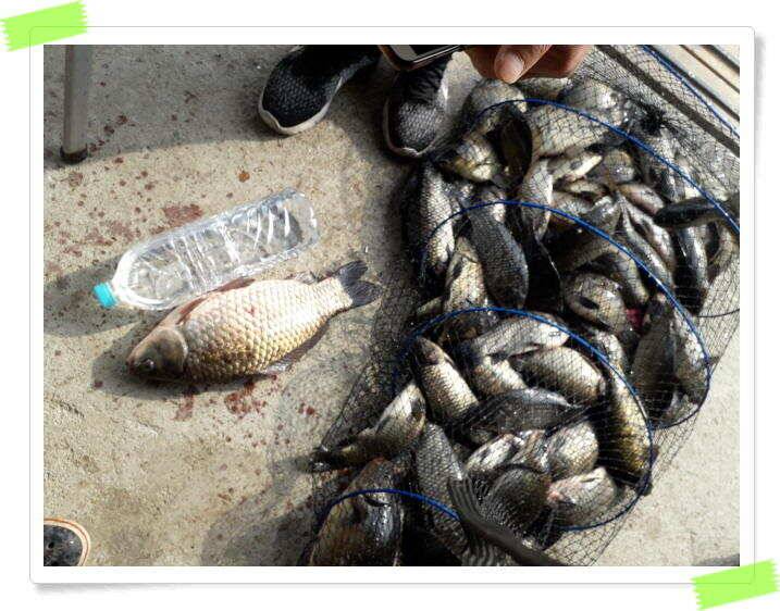 수곡낚시터 붕어낚시 주중5월9일조황 더 좋습니다 금일 붕어 대량방류 예정 (유료터정보 - 유료터점주조황)