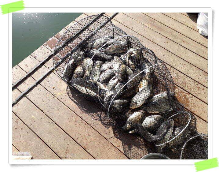 붕어낚시 수곡낚시터 연휴조황5월5일6일 잘 나오고 있습니다 (유료터정보 - 유료터점주조황)