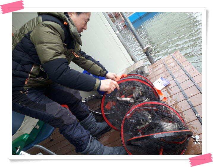 양평 수곡낚시터 빗속에서도 붕어들이 올라와 주었네요 4월 10일 조황 (유료터정보 - 유료터점주조황)