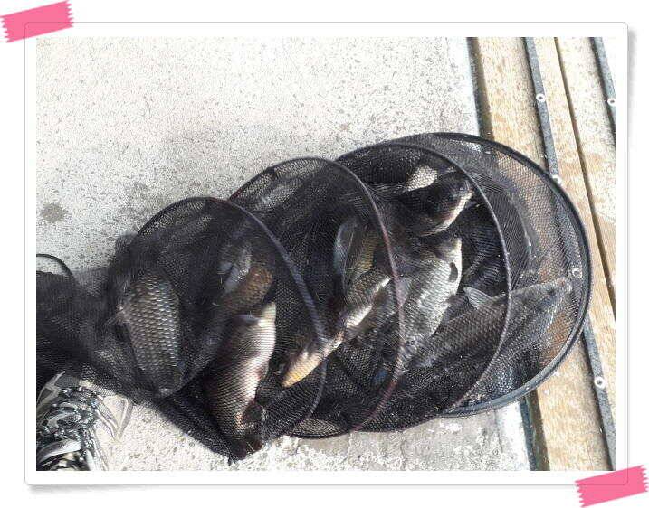 붕어낚시 양평 수곡낚시터 주말 조황 및 붕어 방류 안내 (유료터정보 - 유료터점주조황)