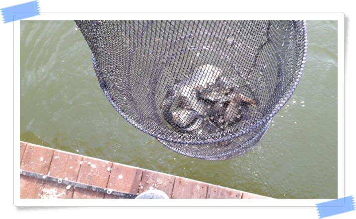 민물낚시 붕어낚시 양평 수곡낚시터 조황이 꾸준히 잘 나와줍니다 오늘도 붕어 방류 했습니다 (유료터정보 - 유료터점주조황)