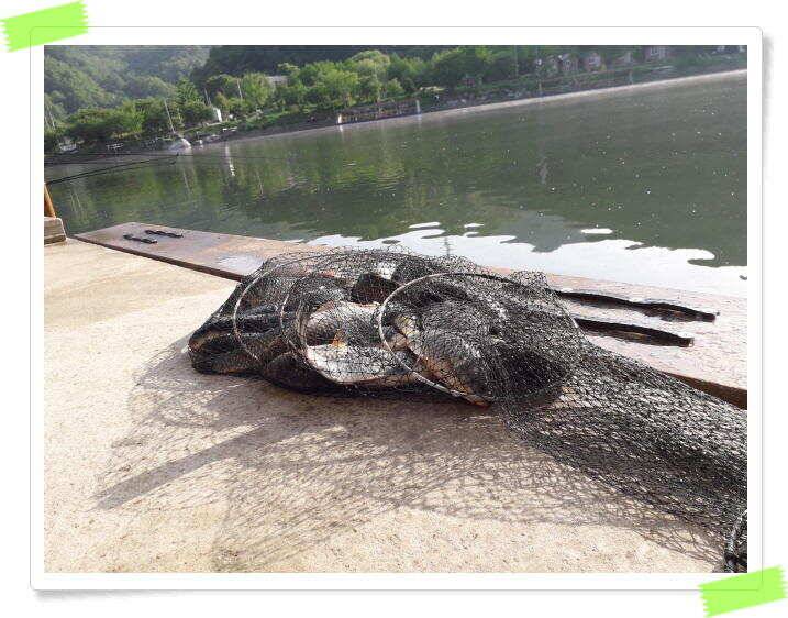 수곡낚시터 고르게 붕어조황이 나와주고 있습니다 (유료터정보 - 유료터점주조황)