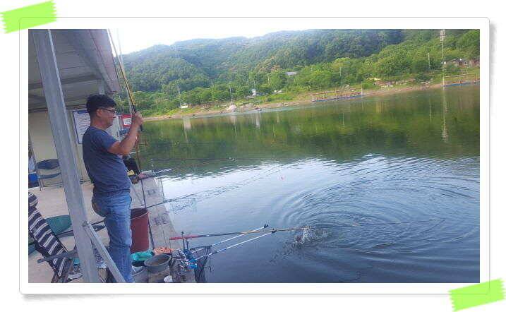 양평 힐링 수곡낚시터 낮시간에도 꾸준히 붕어들이 나옵니다 6월24일 조황 소식 (유료터정보 - 유료터점주조황)