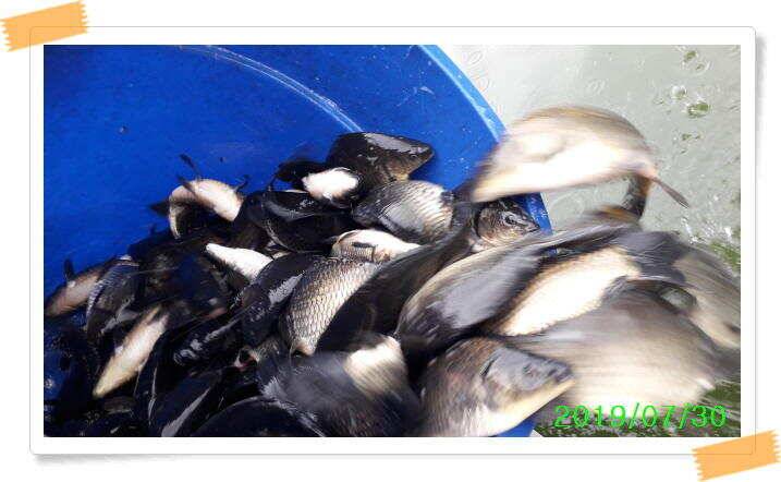 양평낚시터 힐링 수곡낚시터 오늘 붕어방류 및 조황 안내 7월30일 (유료터정보 - 유료터점주조황)