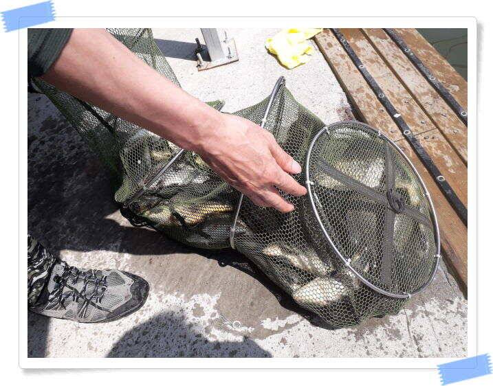 좌대낚시 노지낚시 붕어낚시 수곡낚시터 붕어방류 및 조황 안내 (유료터정보 - 유료터점주조황)
