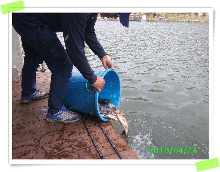 양평 수곡낚시터 주중 조황 및 축양붕어 방류 (유료터정보 - 유료터점주조황)