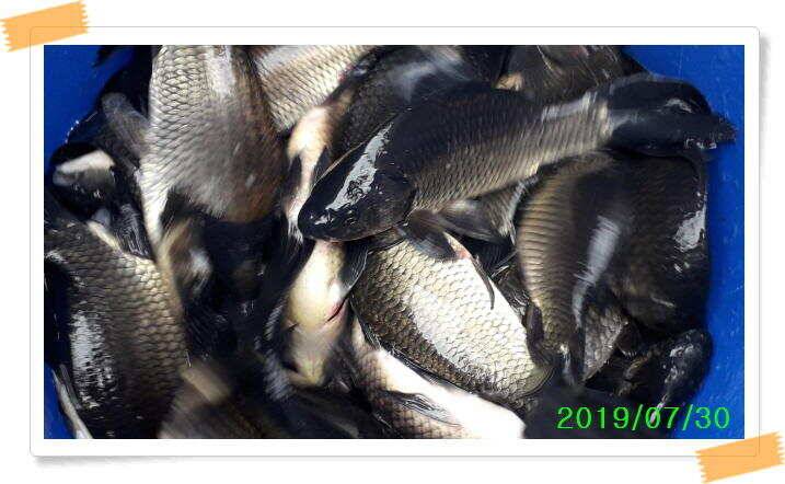양평낚시터 힐링 수곡낚시터 오늘 붕어방류 및 조황 안내 7월30일 (유료터정보 - 유료터점주조황)