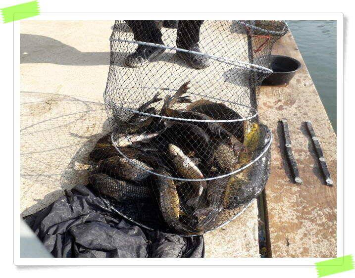붕어낚시 양평 수곡낚시터 좋은 조황이 꾸준하게 나와줍니다 5월 31일 (유료터정보 - 유료터점주조황)